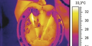 Thermal imaging - Equestrian
