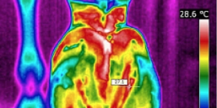 Thermal imaging - Veterinary