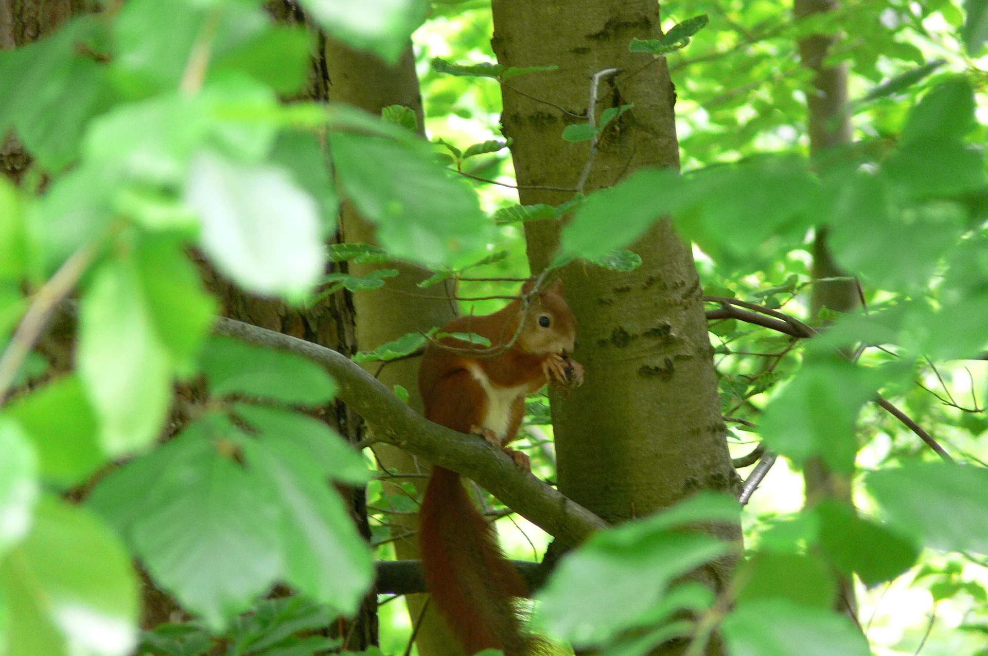 squirrel-987568_1920.jpg