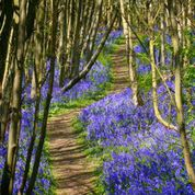 The bluebell splendour at Riverhill Gardens