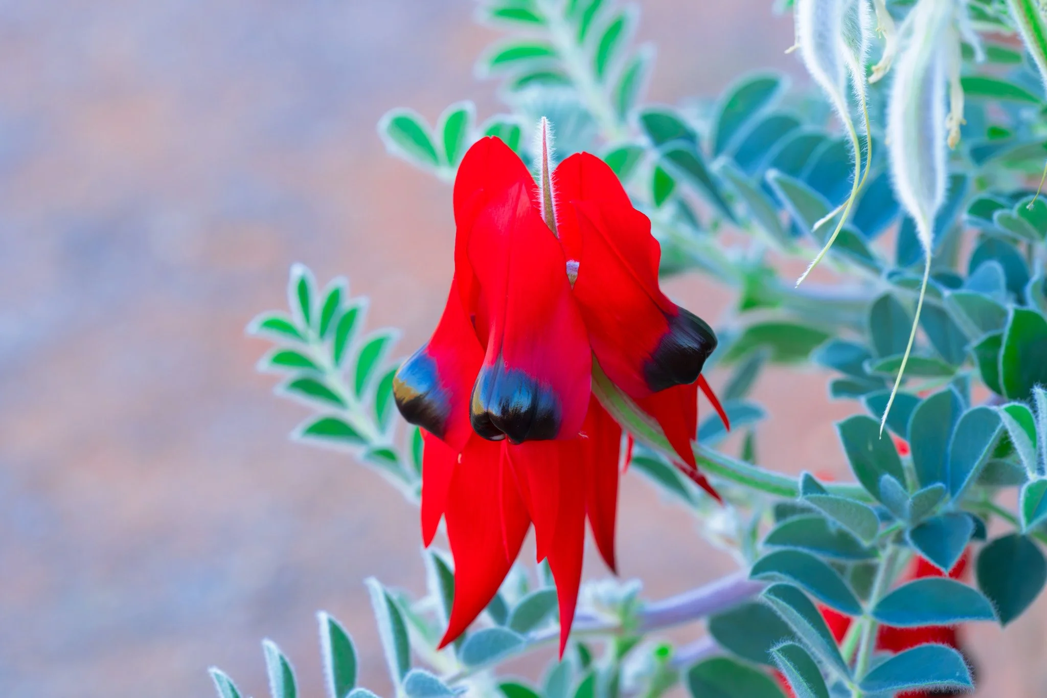 desert pea-2.jpg