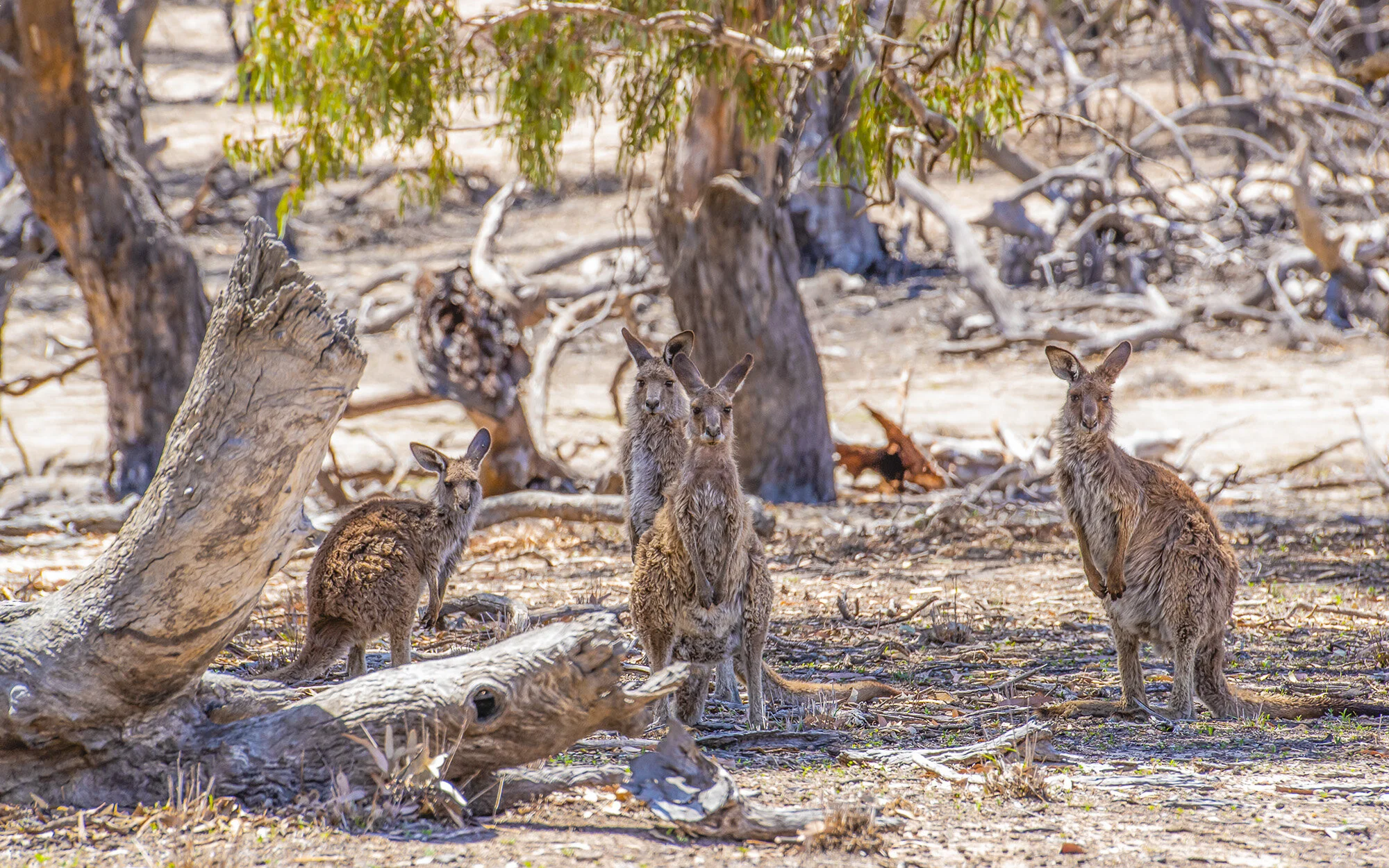 drought roos 16-10_1.jpg