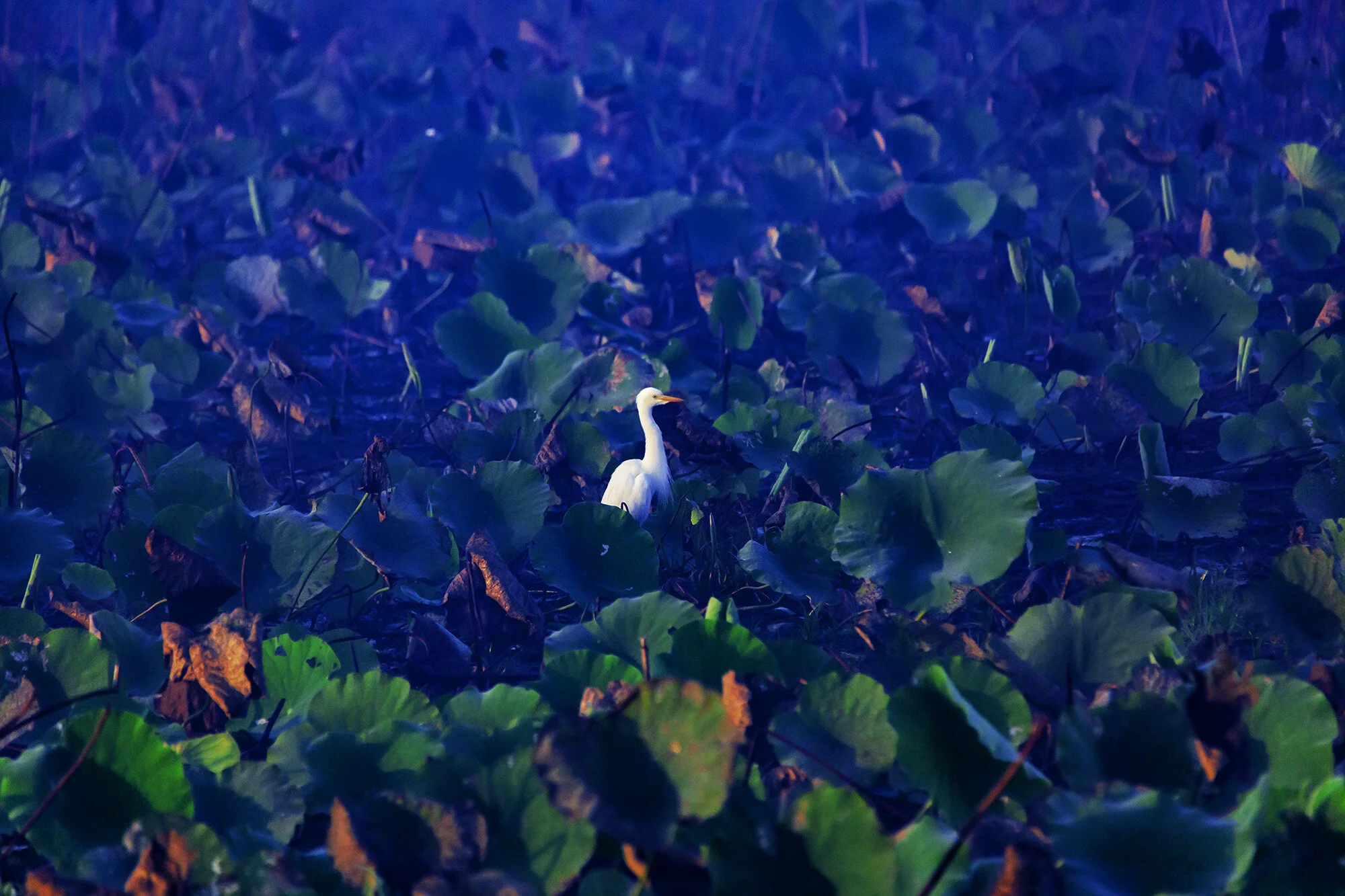fogg dam bird final.jpg