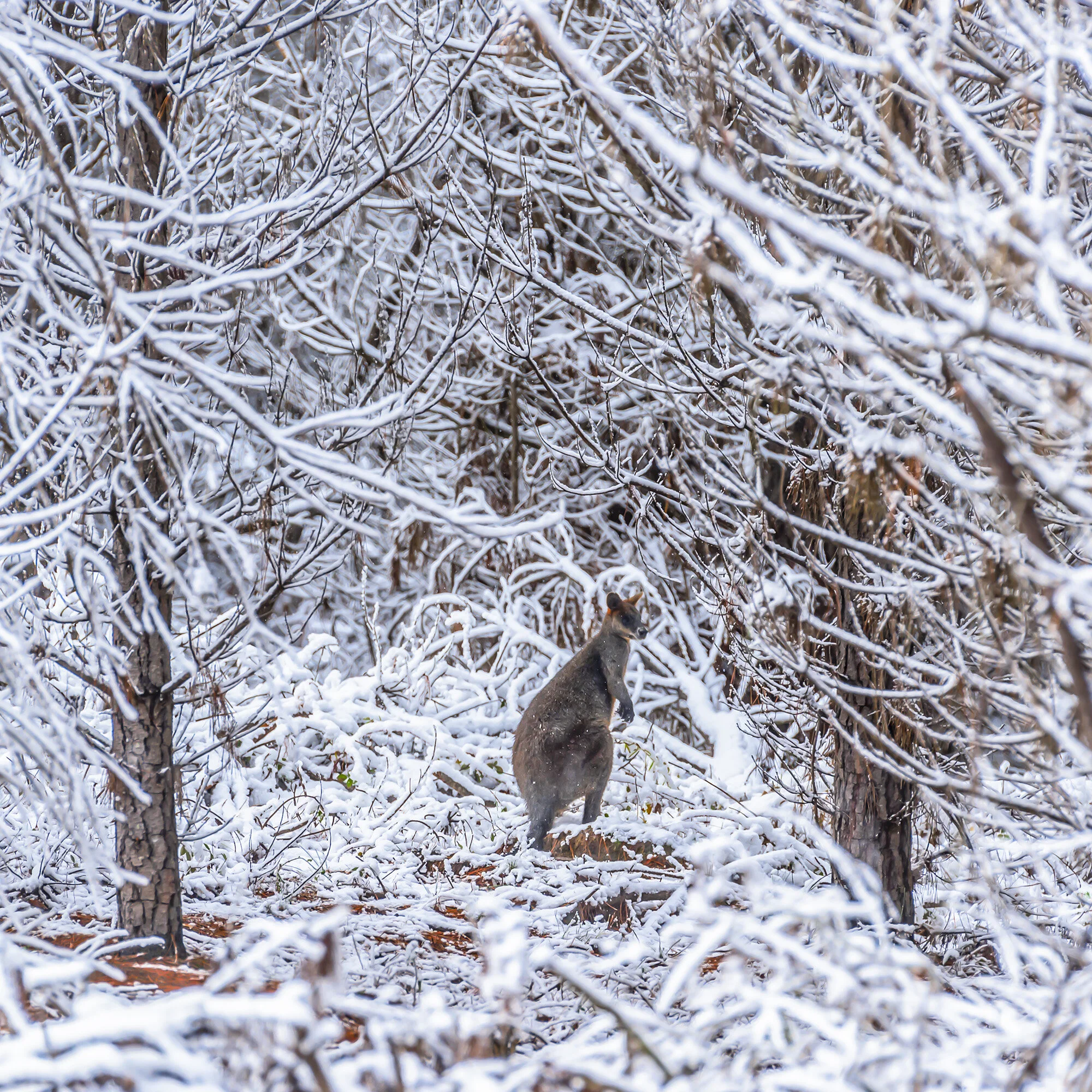 forest roo.jpg