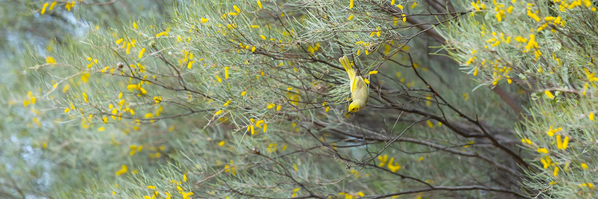 honeyeater_1.jpg