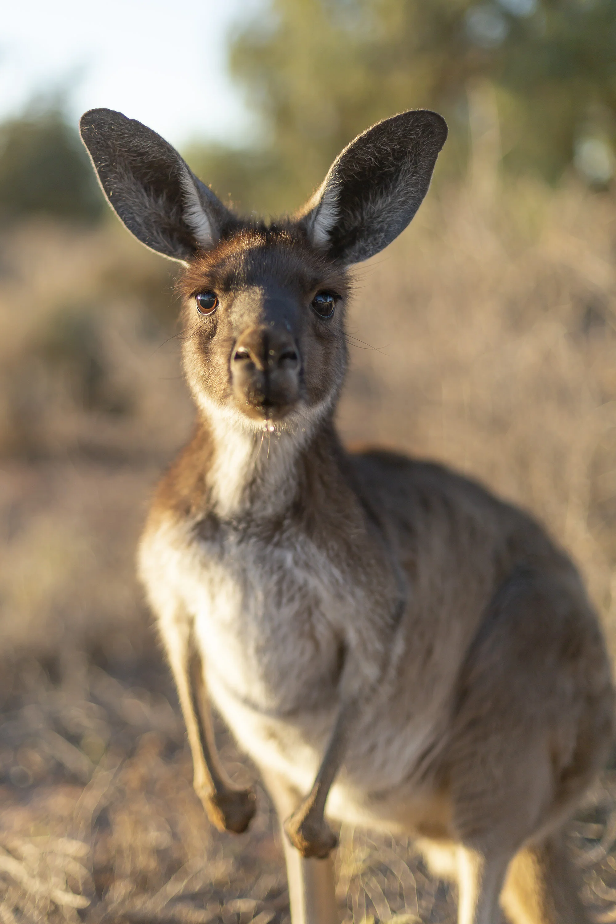 Mungo Roo.jpg