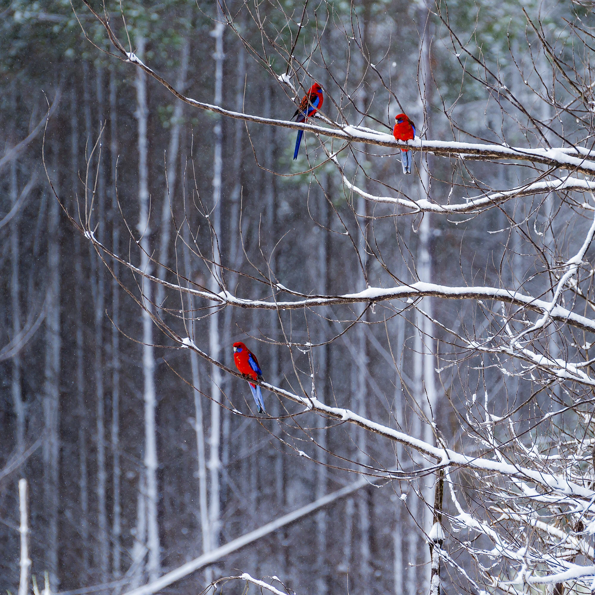 snow birds.jpg