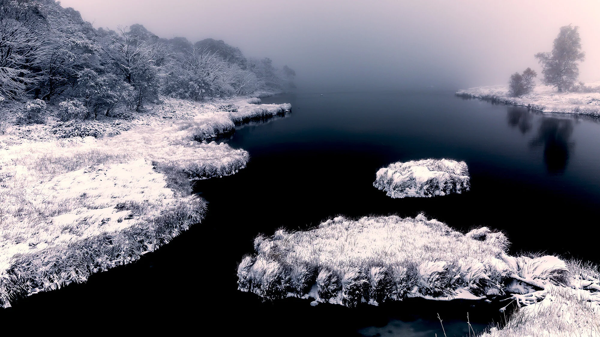 snow tree 16.jpg