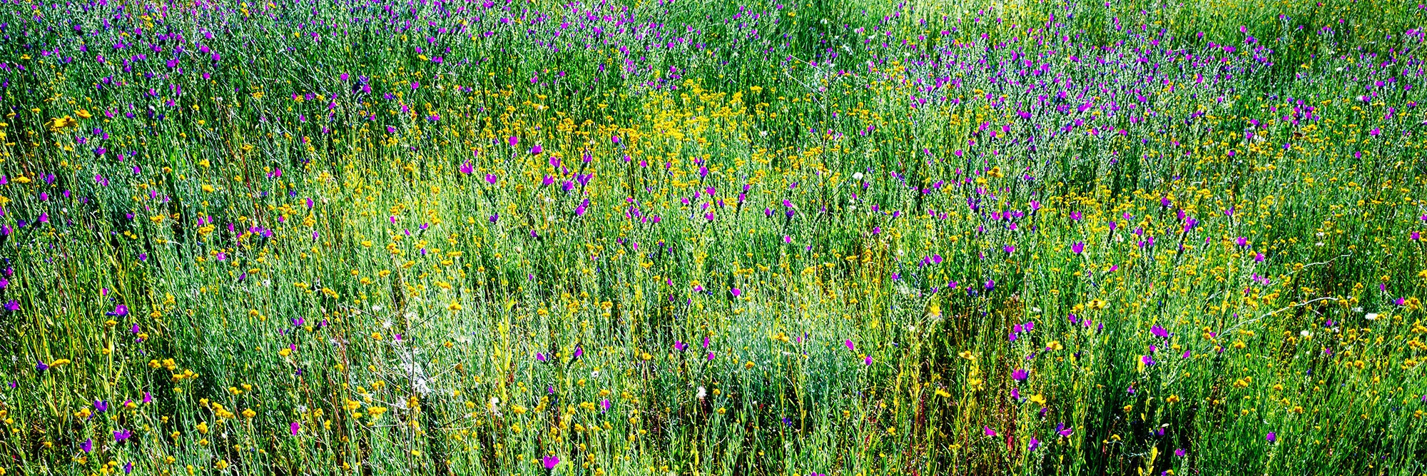 wildflowers_1-2.jpg