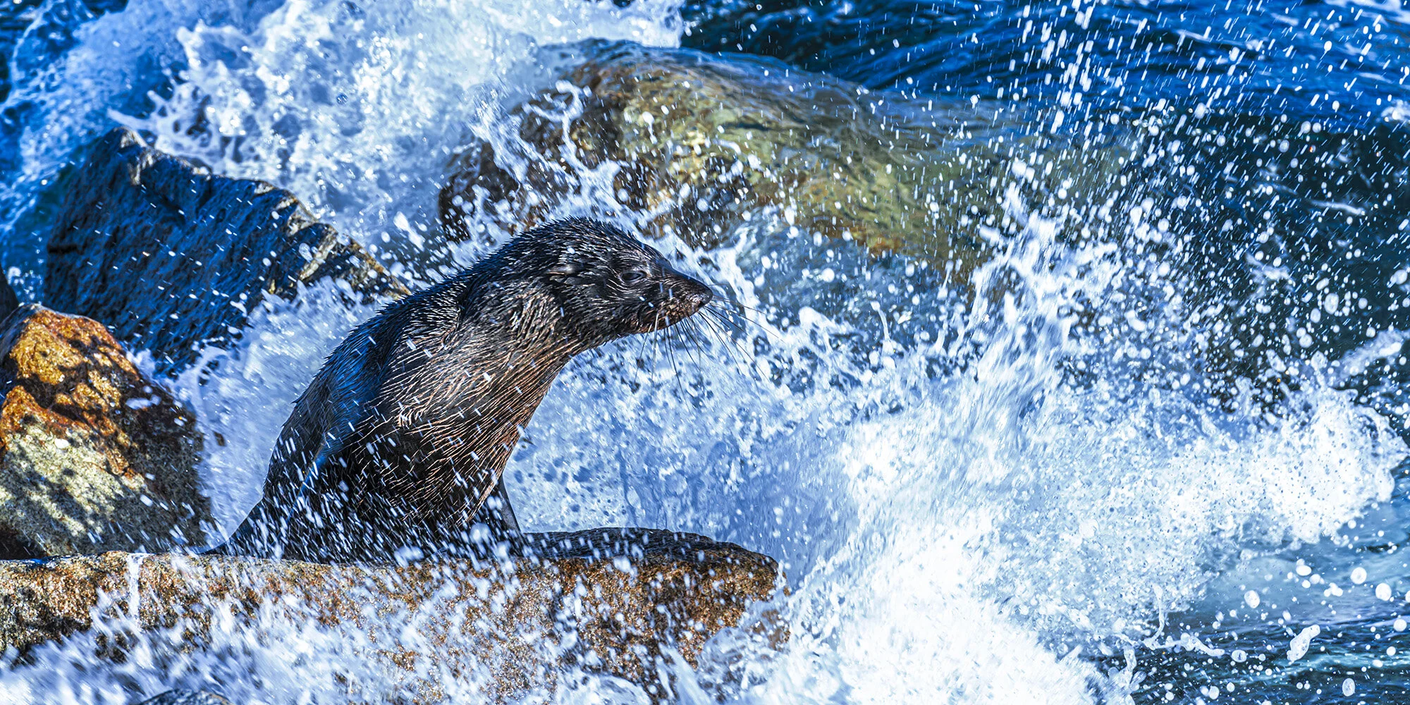 seal shower.jpg