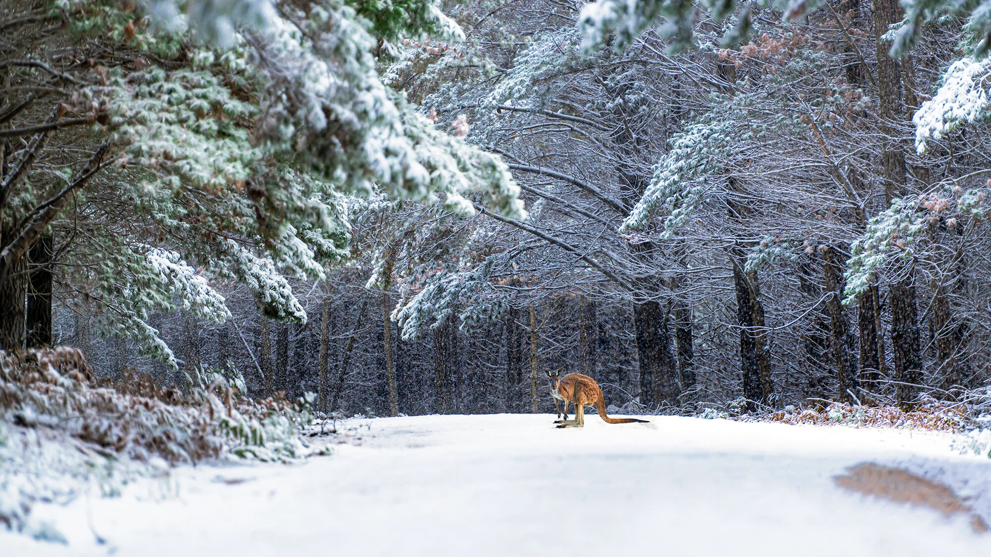 snow roo_1.jpg
