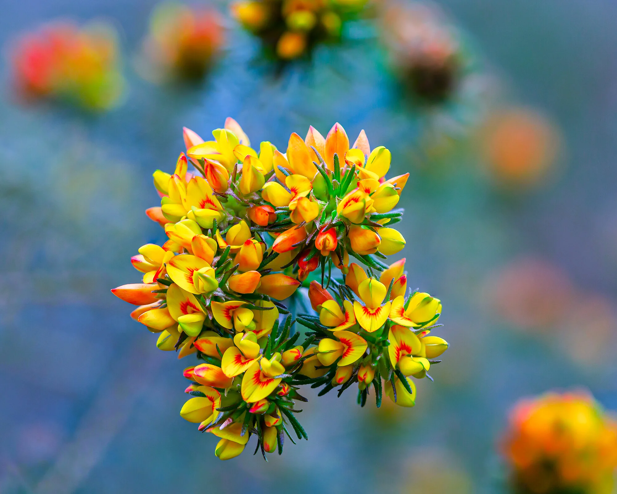 bush wildflower_1.jpg