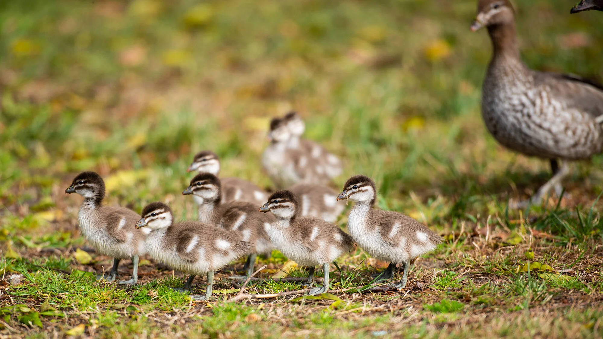 spring chicks_1-3.jpg