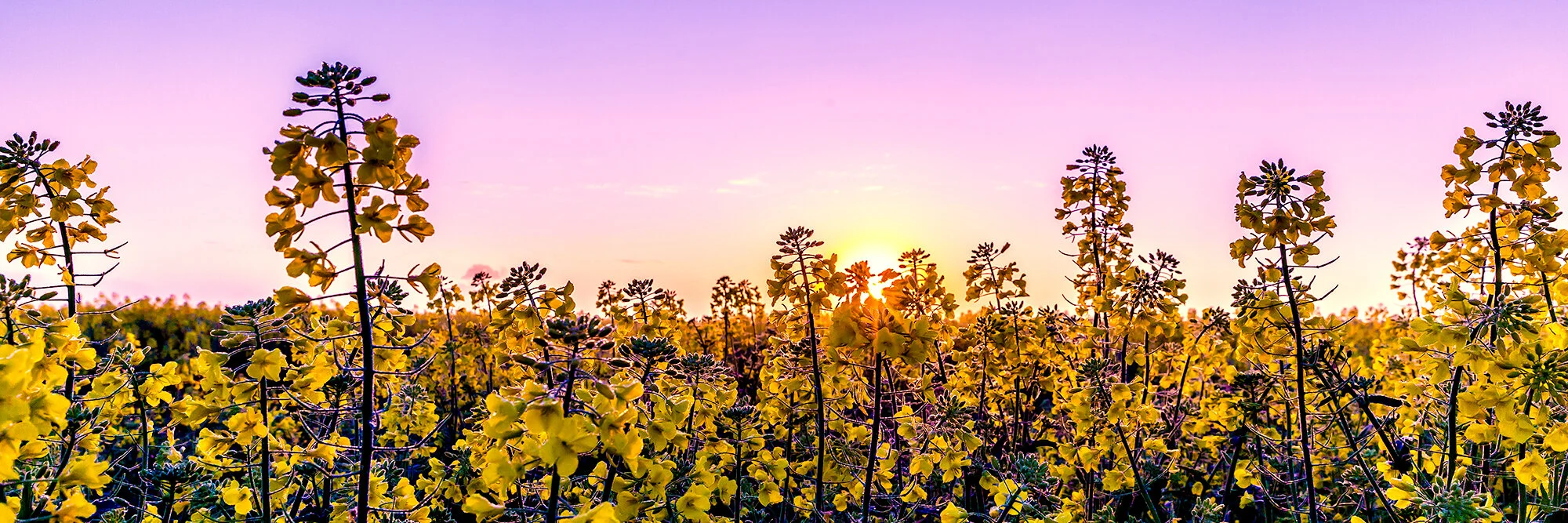 ABPL2545-Canola.jpg