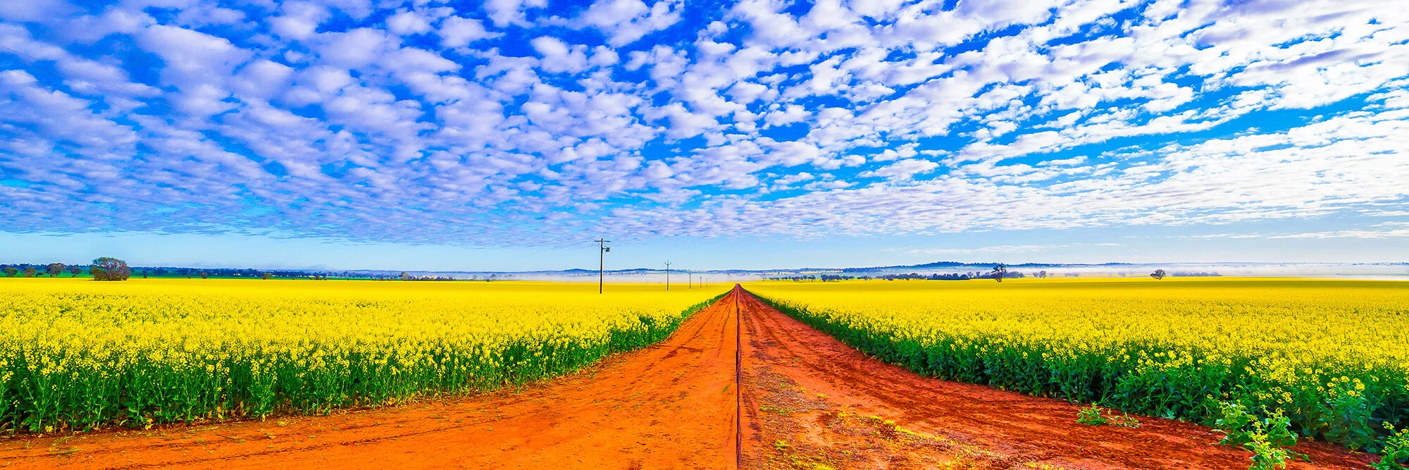 Canola (1 of 1)-10.tif___.jpg