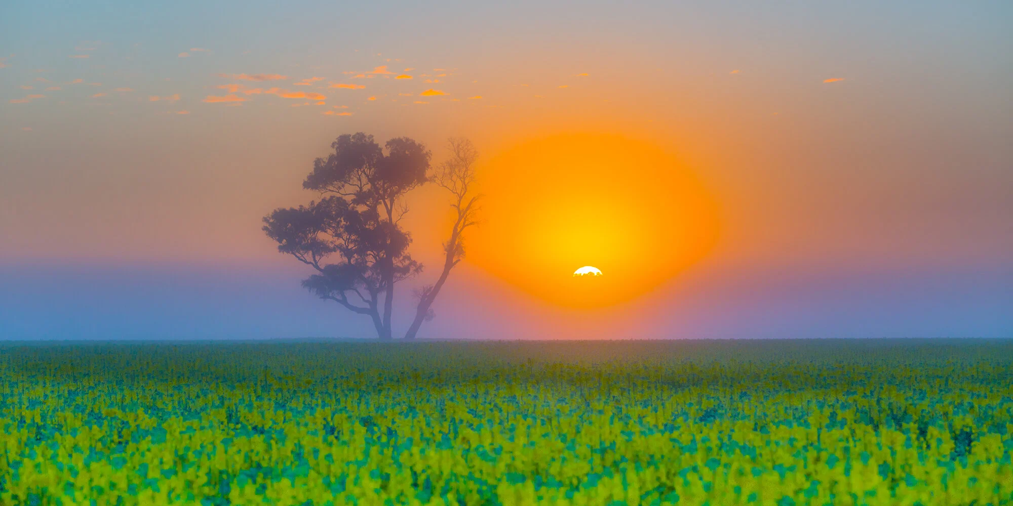 Canola (1 of 1)-46.tif___.jpg