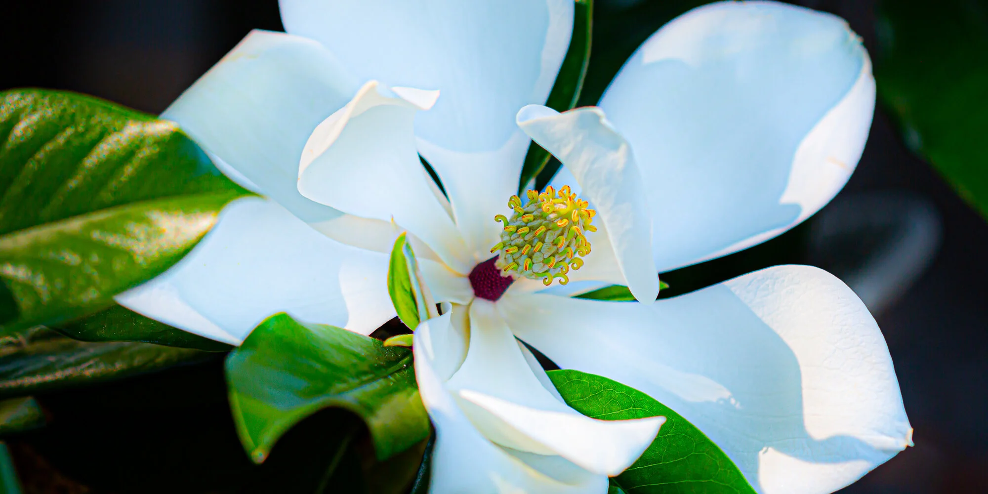magnolia_1-2.jpg