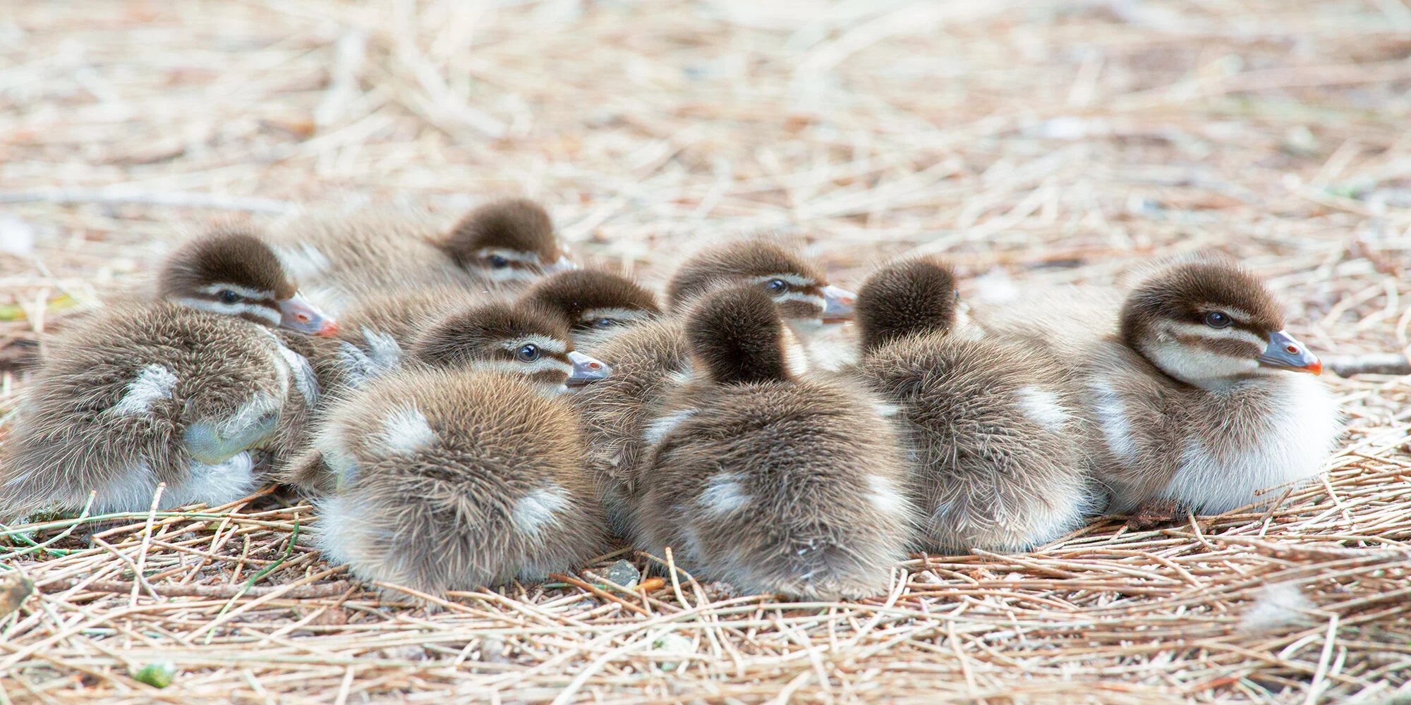 ducks.jpg