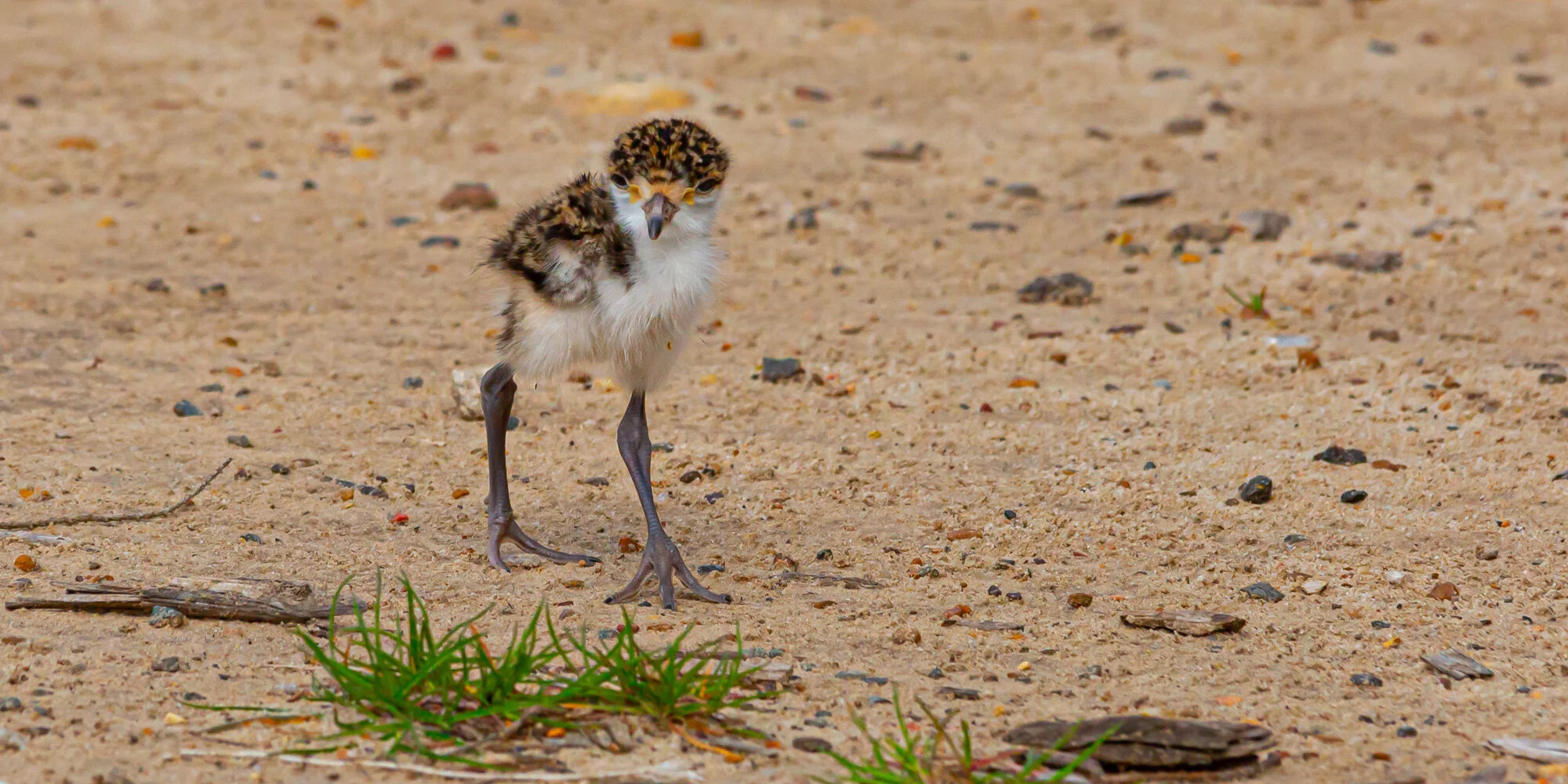 plover chick_1.jpg