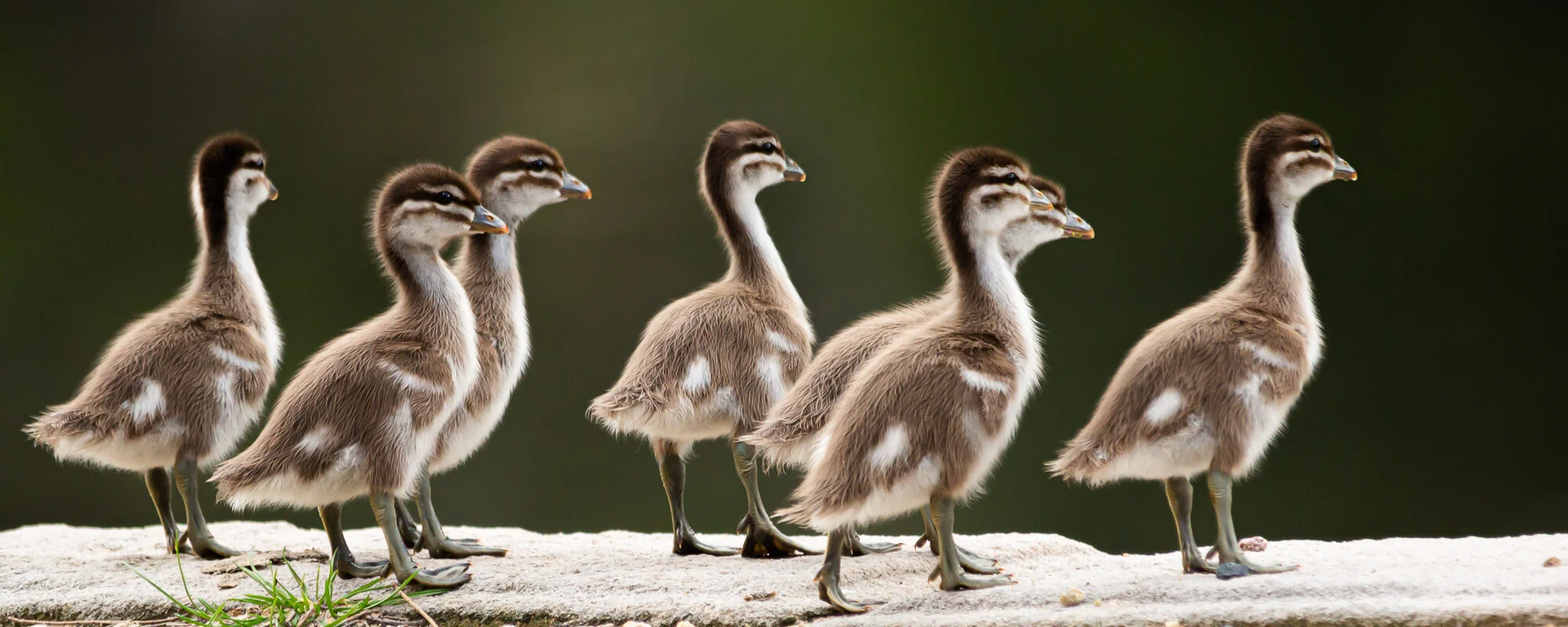 ducks_1.jpg