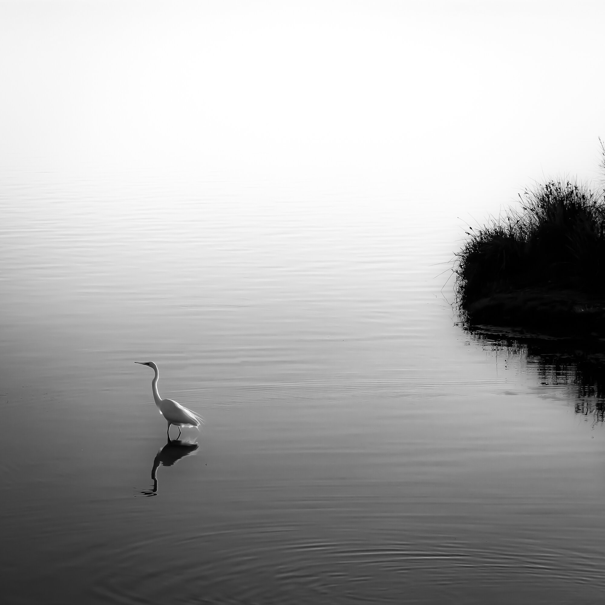 heron fishing_1.jpg