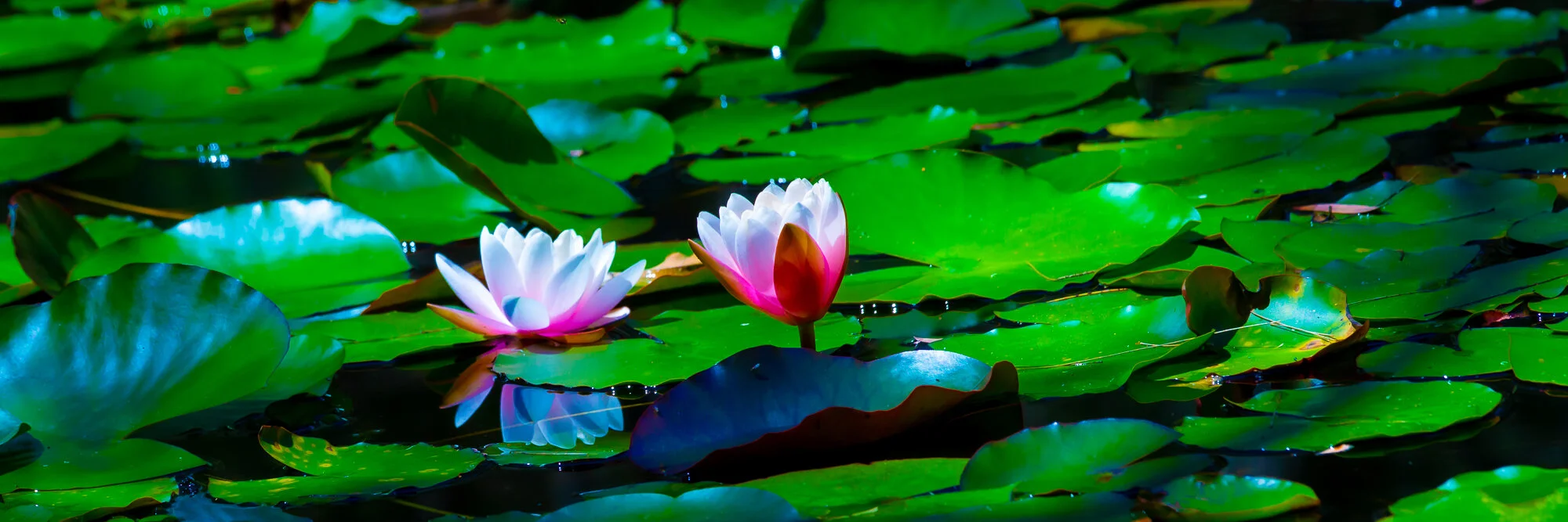 lilies_1.jpg