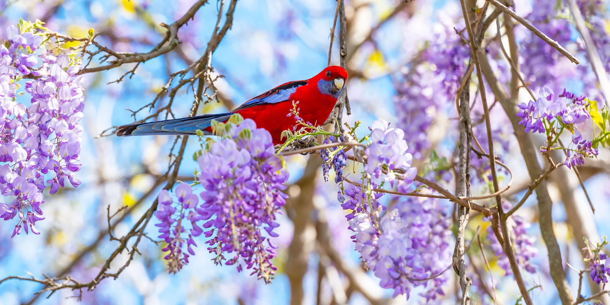 Wisteria Parrot.jpg
