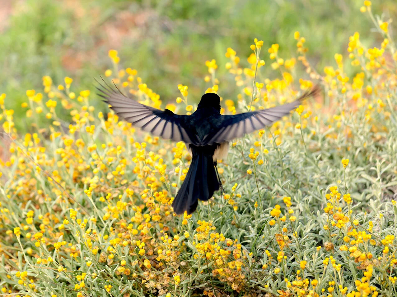 Willie Wagtail1.jpg