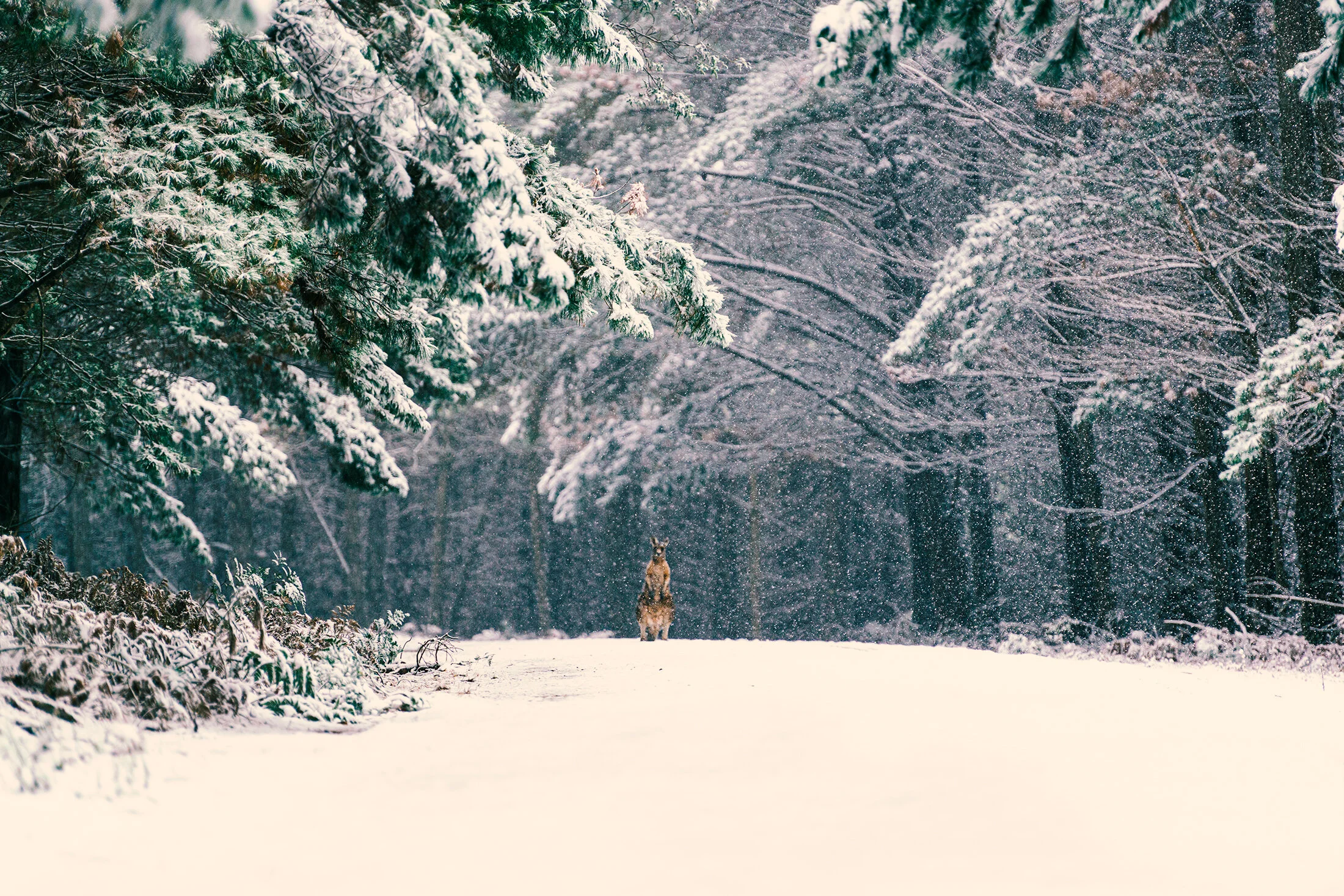 snow roo.jpg