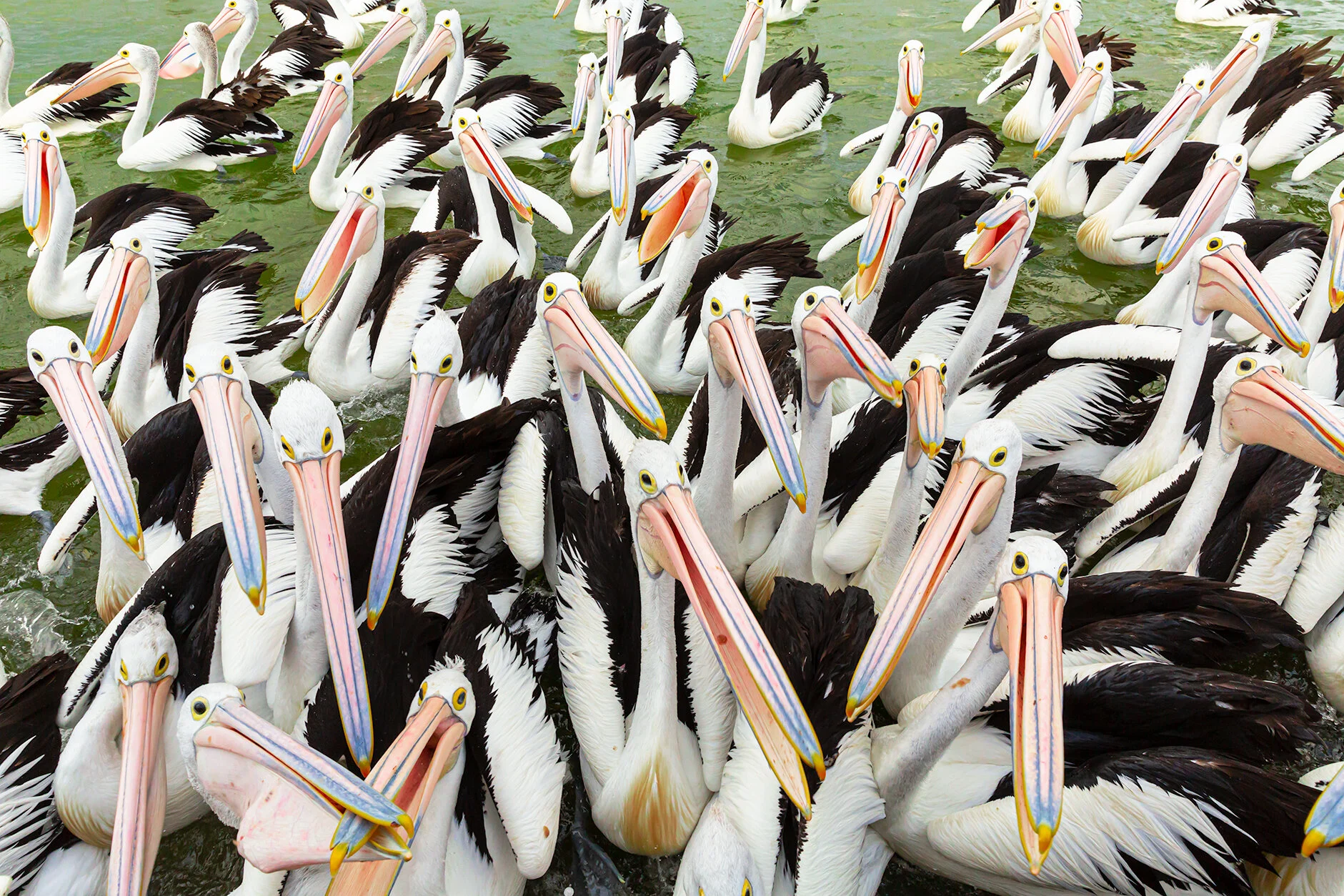 pelican chat.jpg