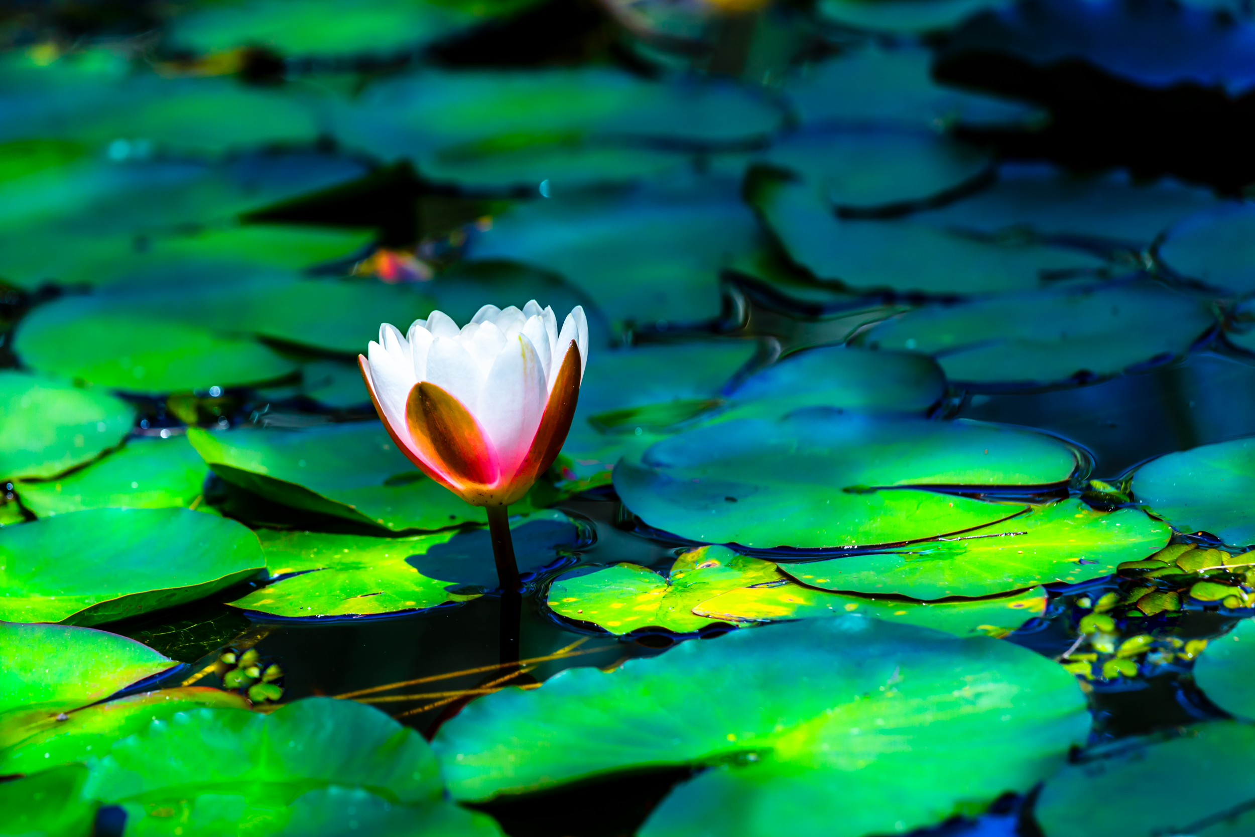 lily in light 3-2.1.png