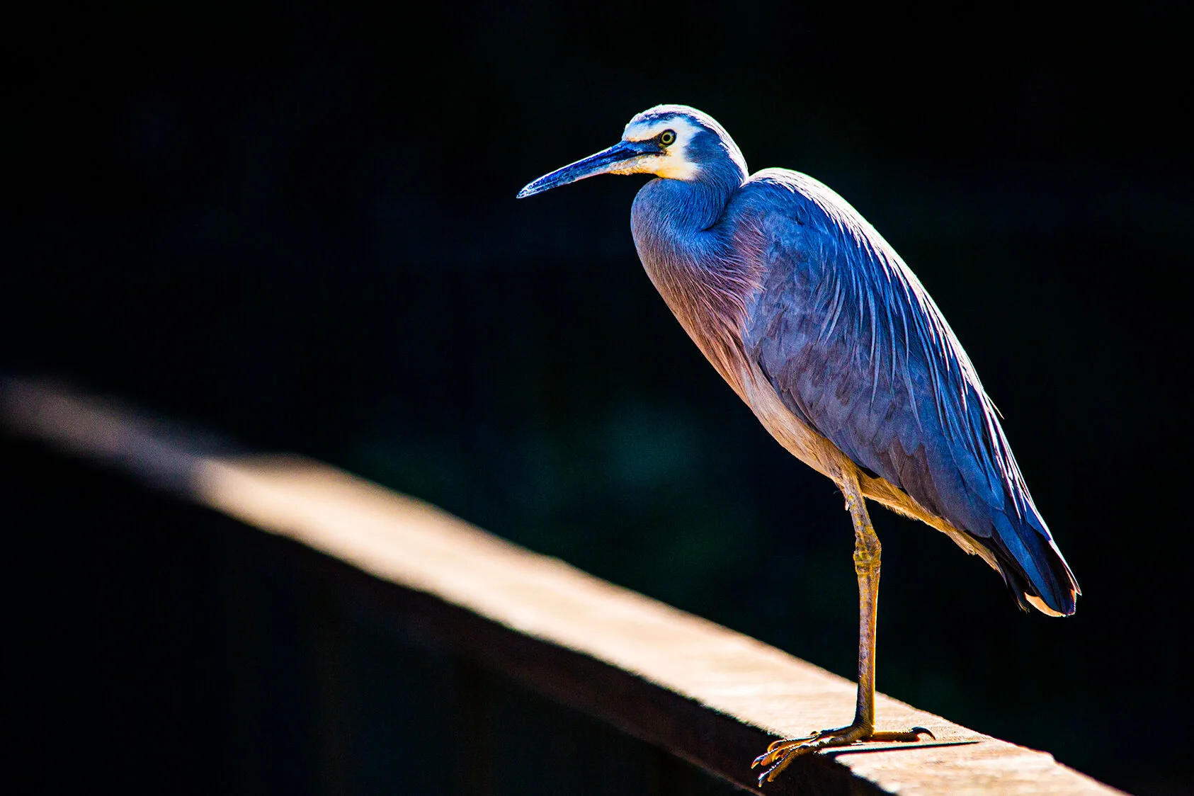 heron on rail.jpg