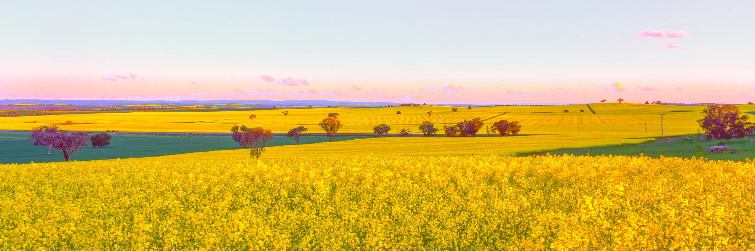 G617 canola 2.jpg