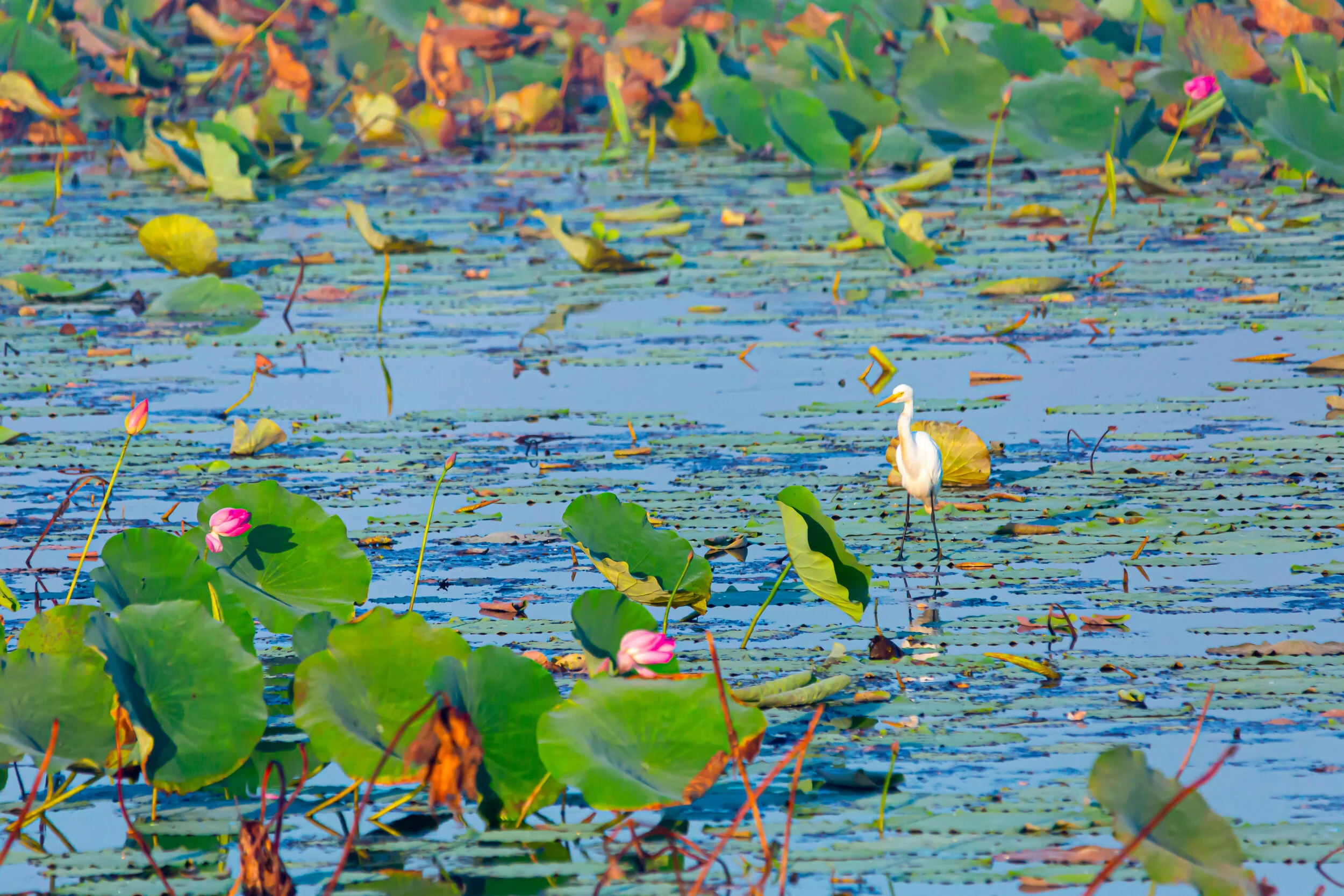Fogg Dam Bird.jpg