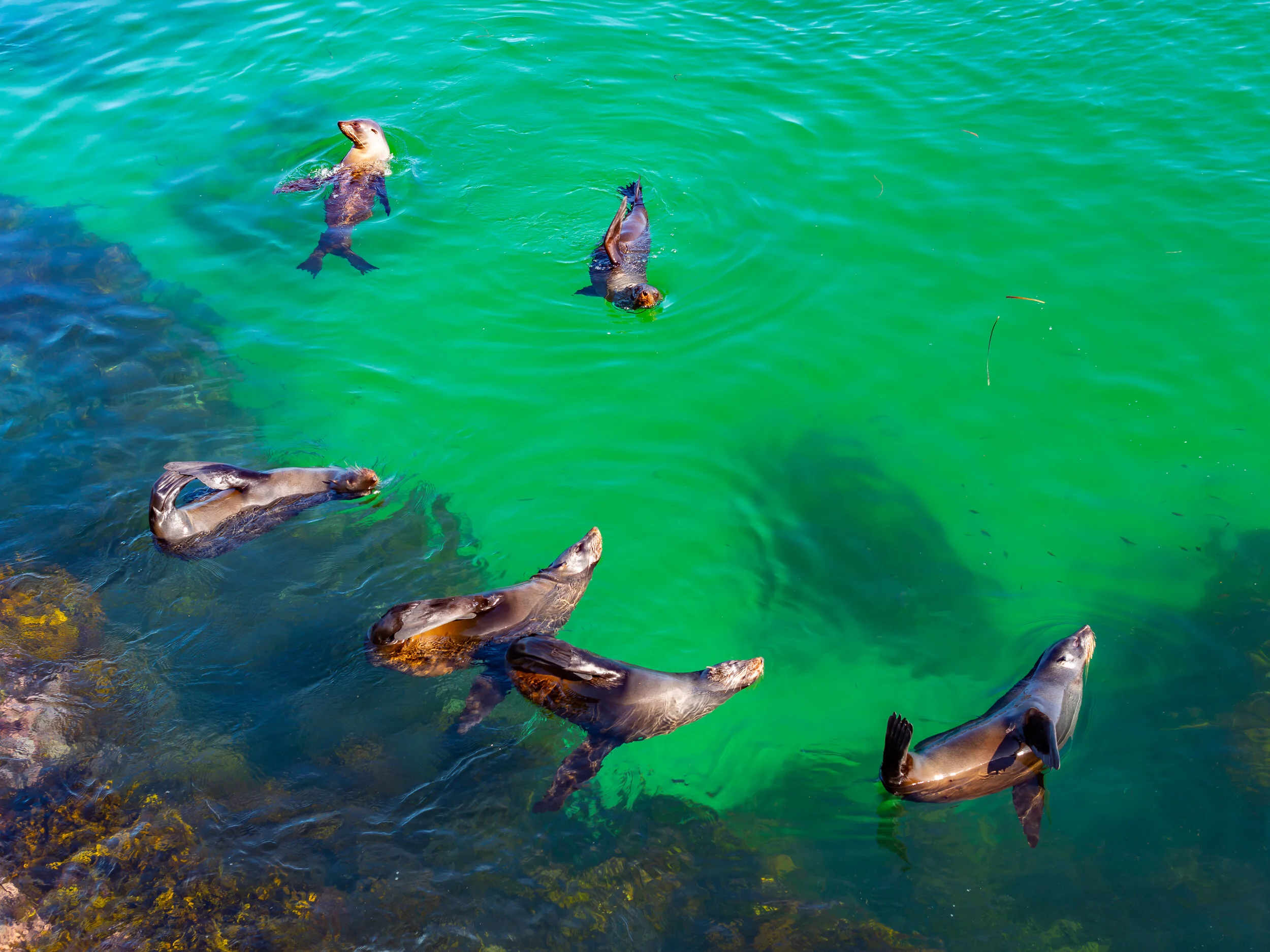 Narooma Seals.jpg
