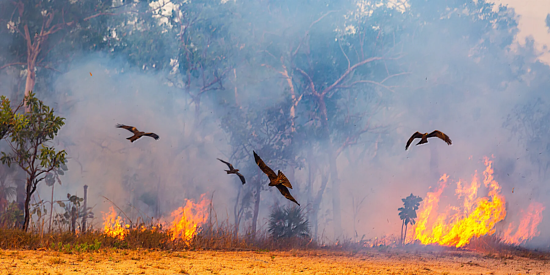 fire bird 2 sharpened.jpg