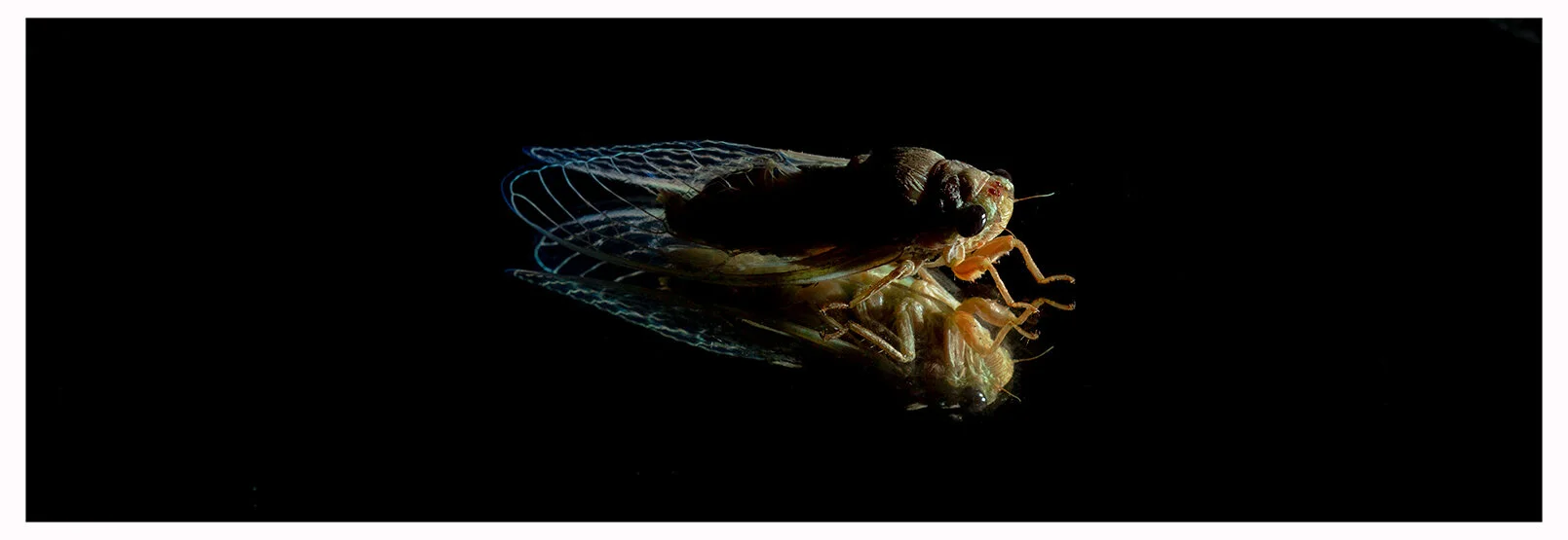 cicada.jpg