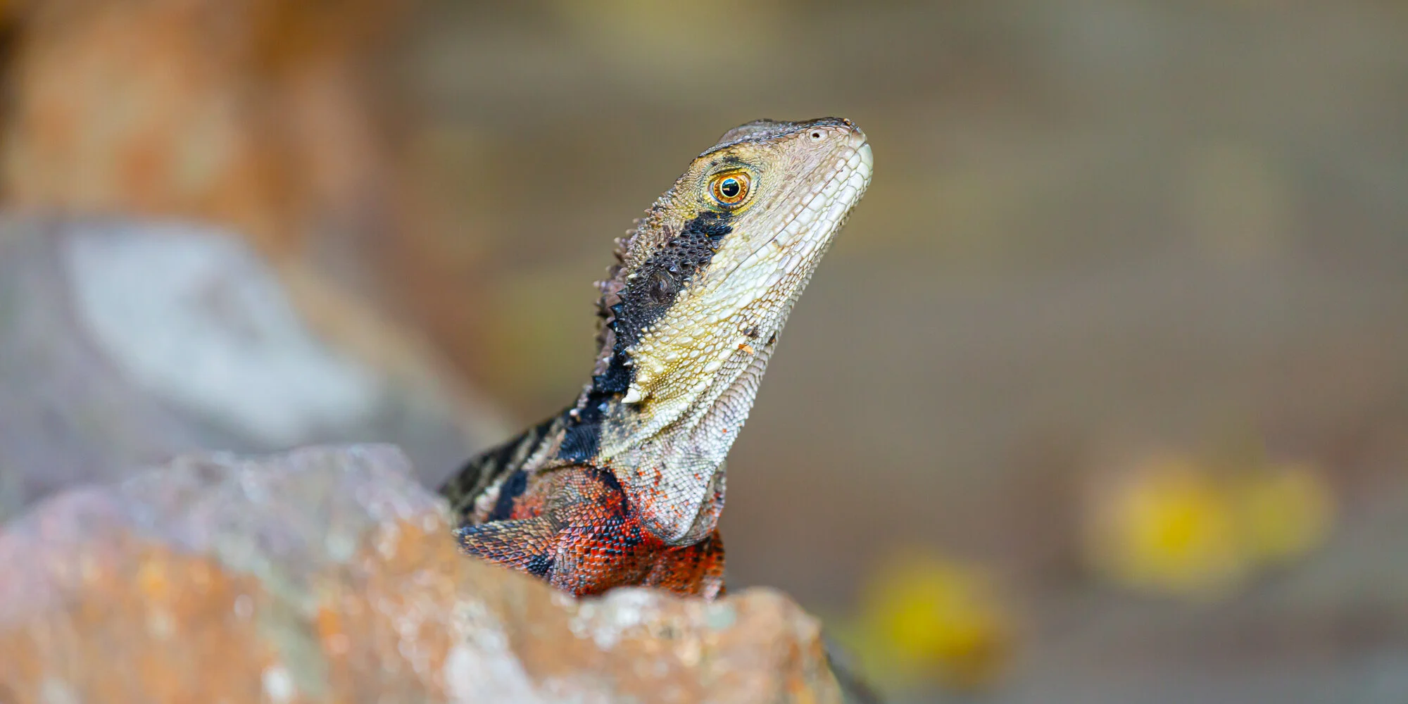 eastern water dragon.jpg