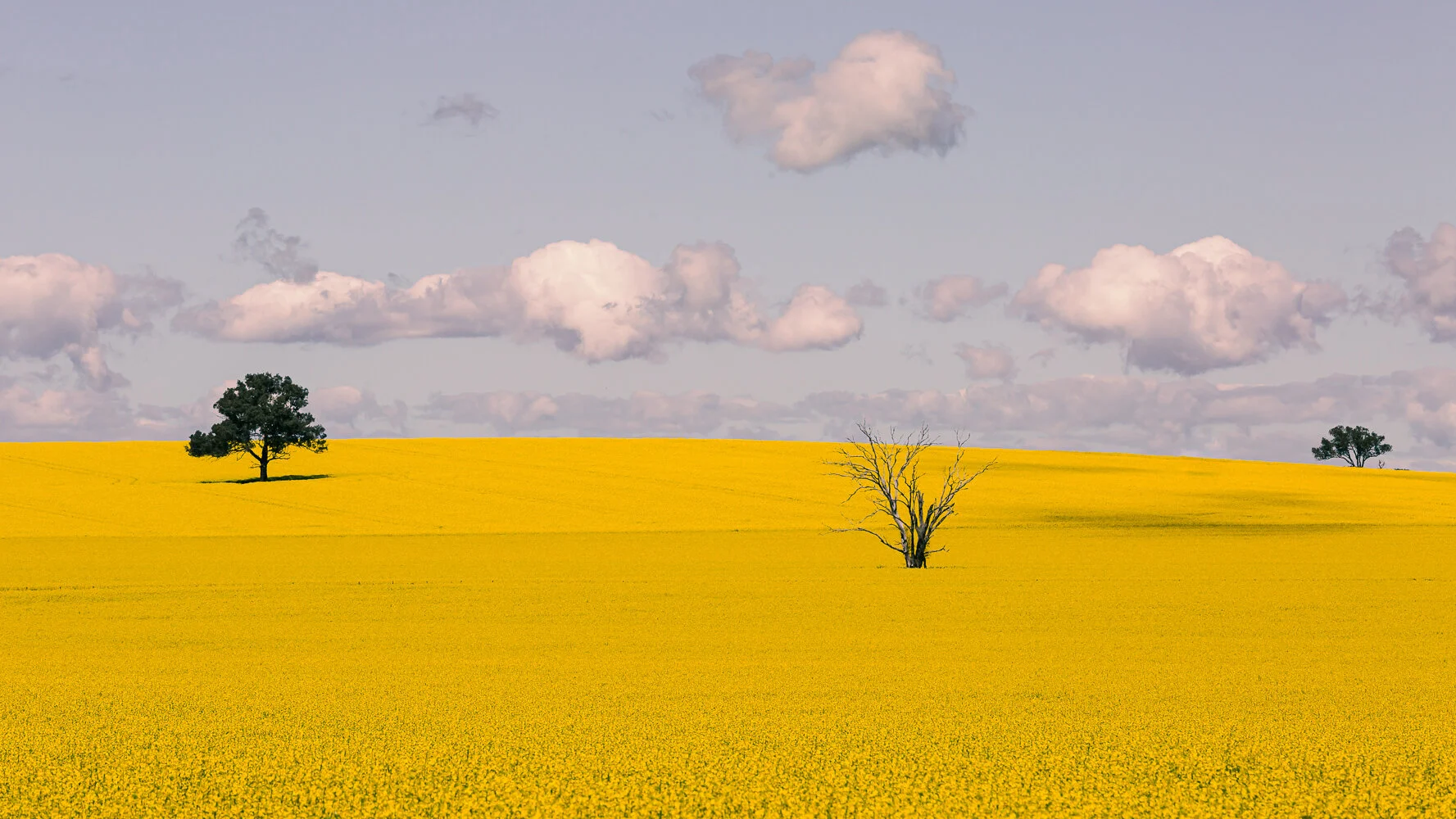 yellow.jpg