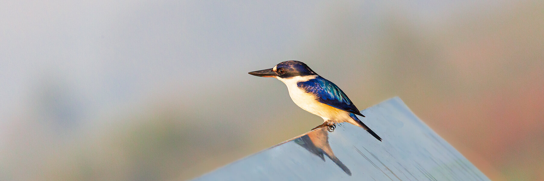 king fisher fogg dam.jpg