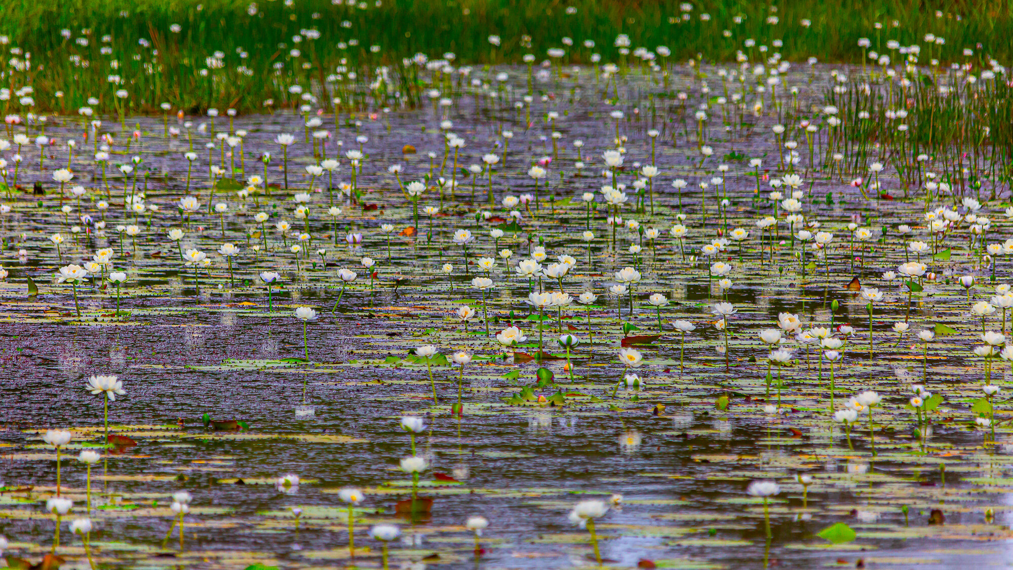 Lily Pond.jpg