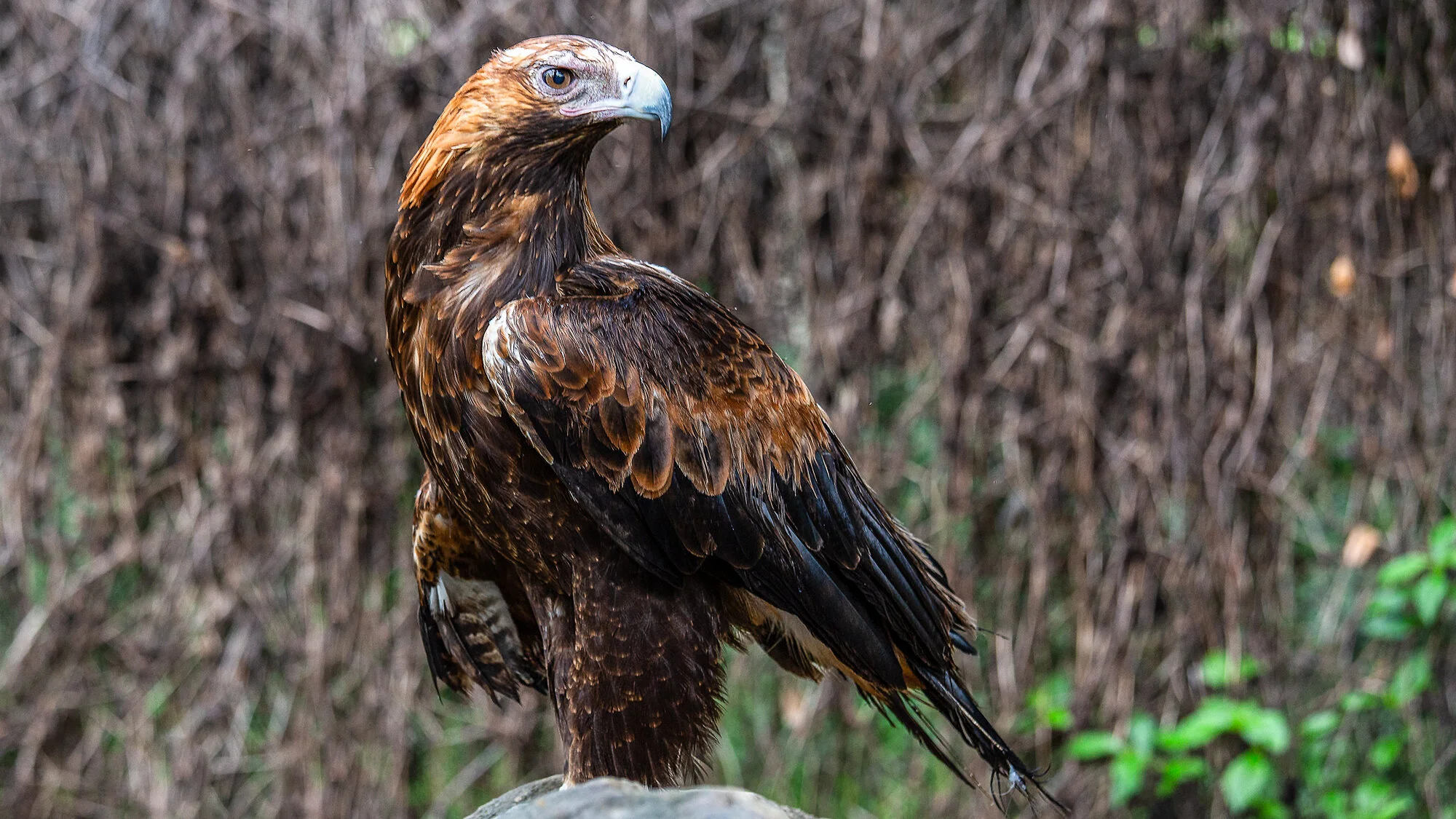Eagle Rock.jpg