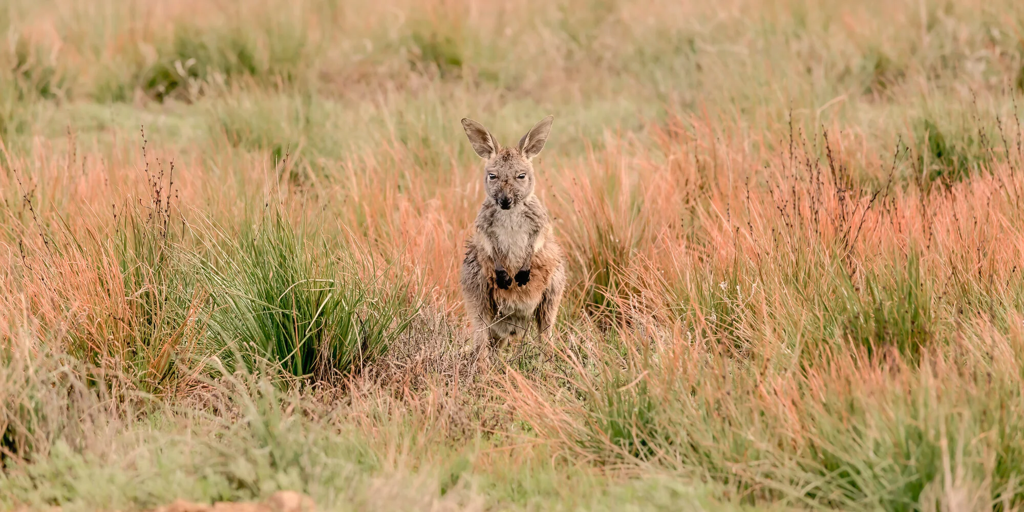 flinders roo.jpg