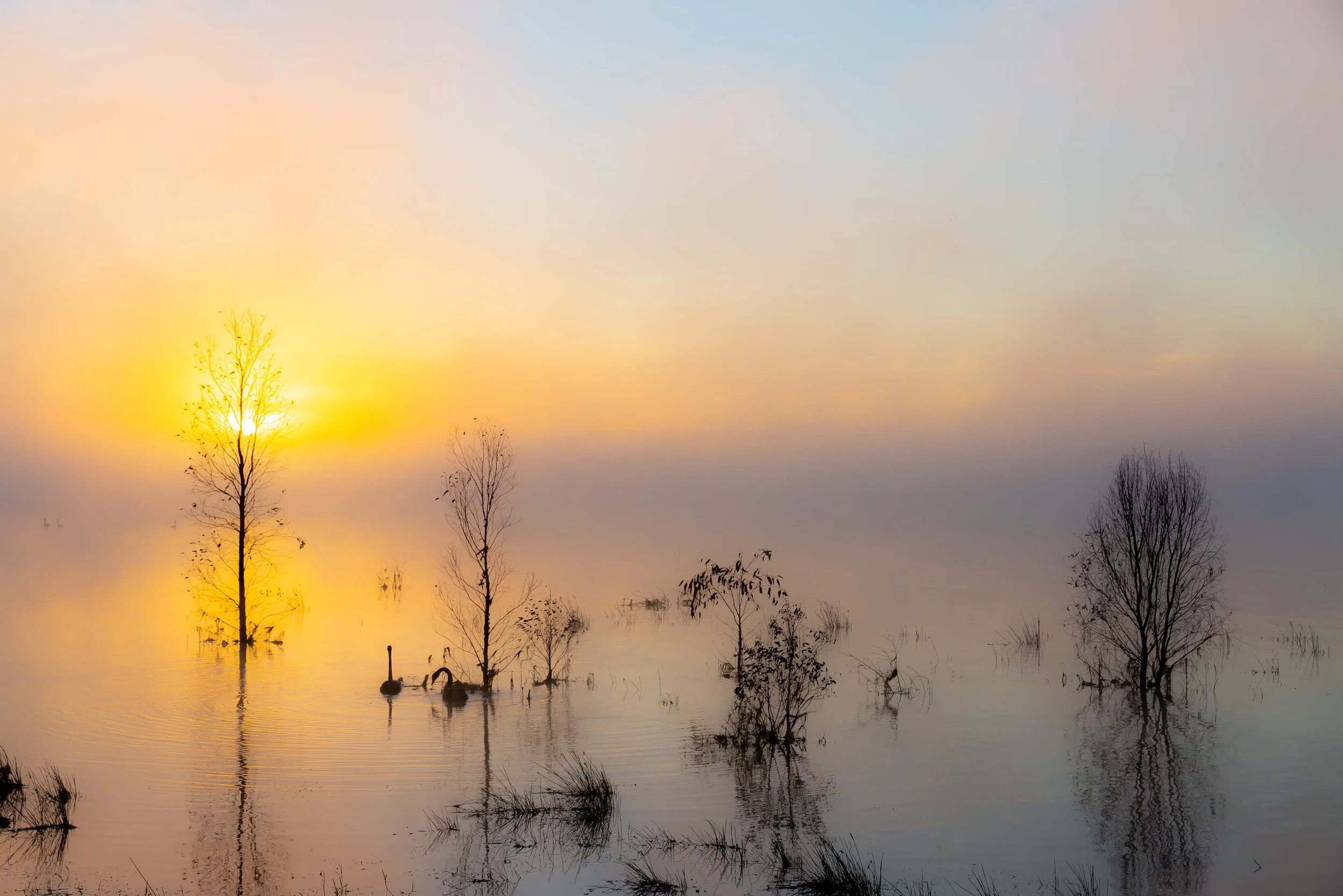 Swan Lake