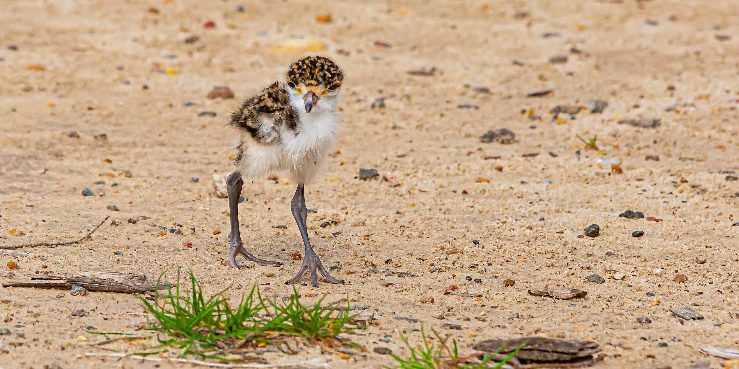 Plover Chick