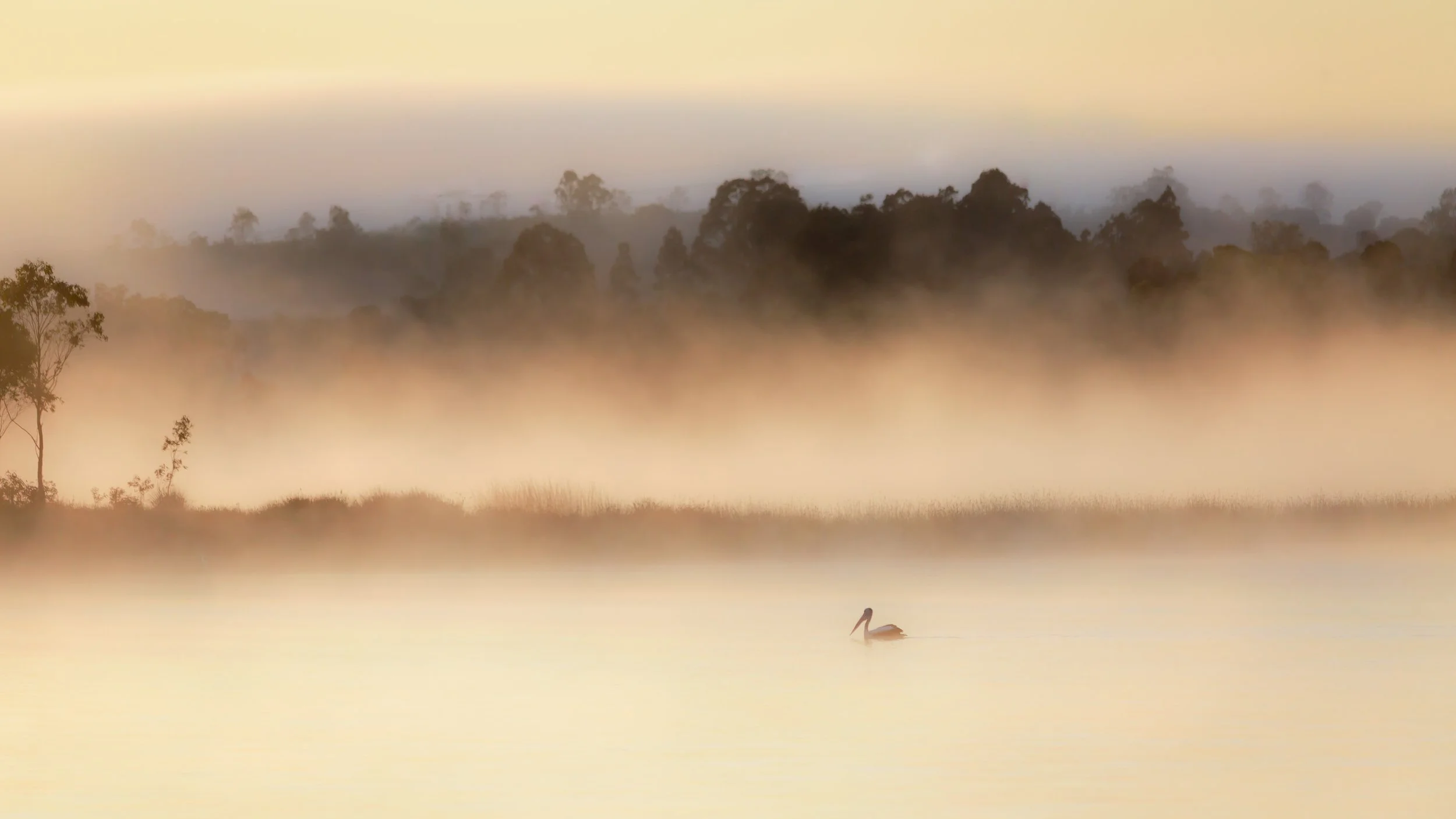 Pelican Mist