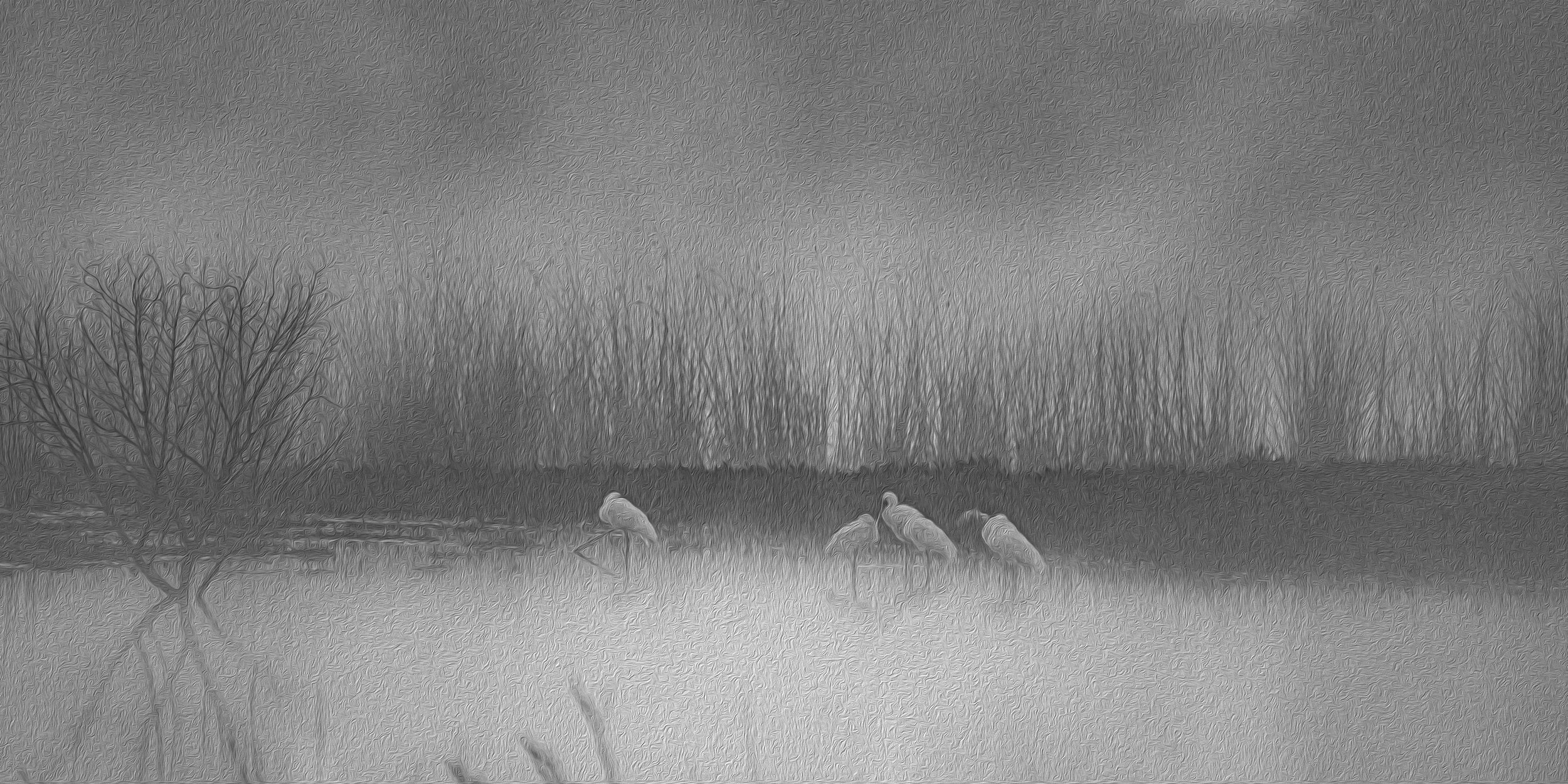 White Herons Abstract
