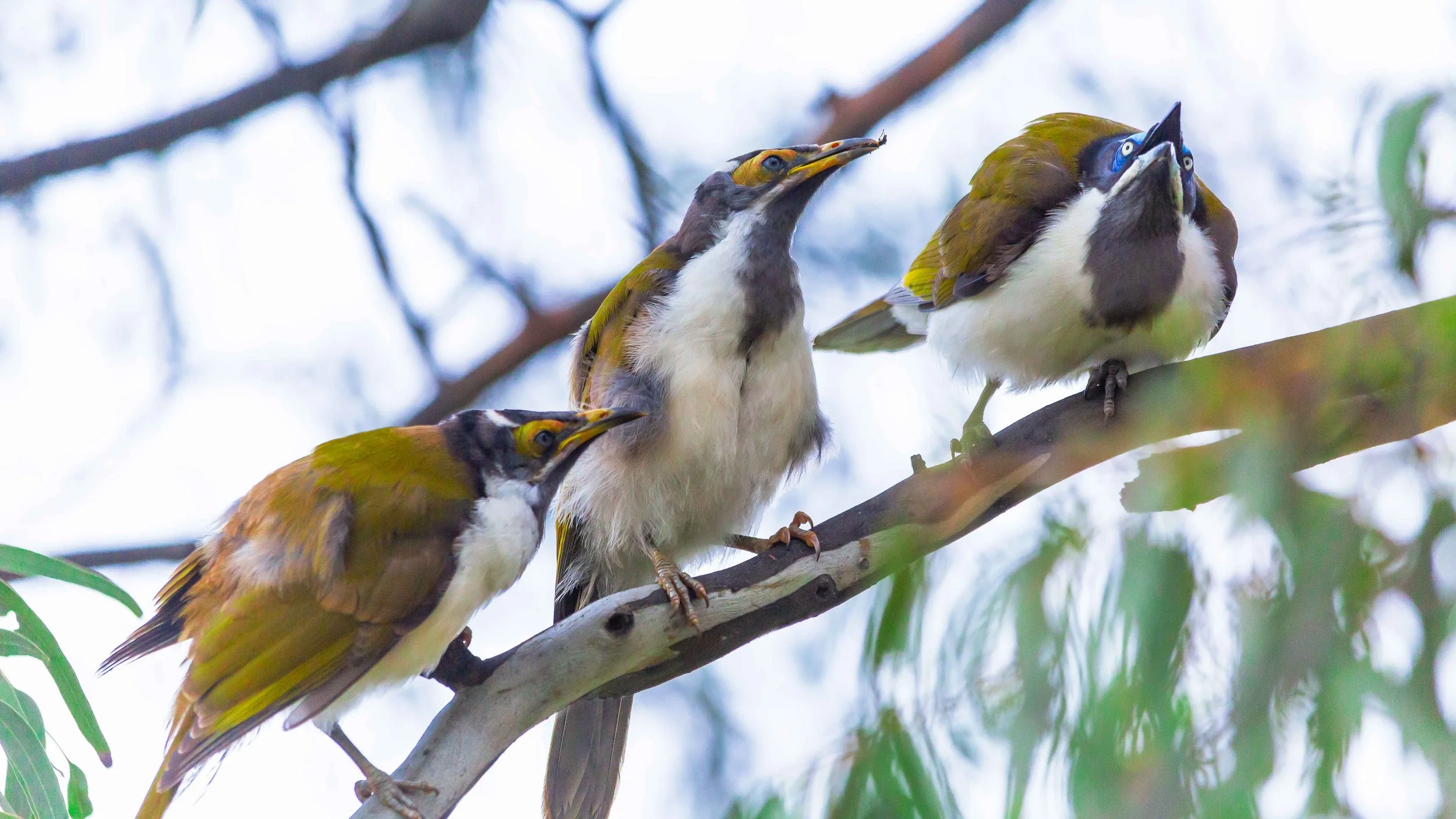 Blue Faced Honeyeaters