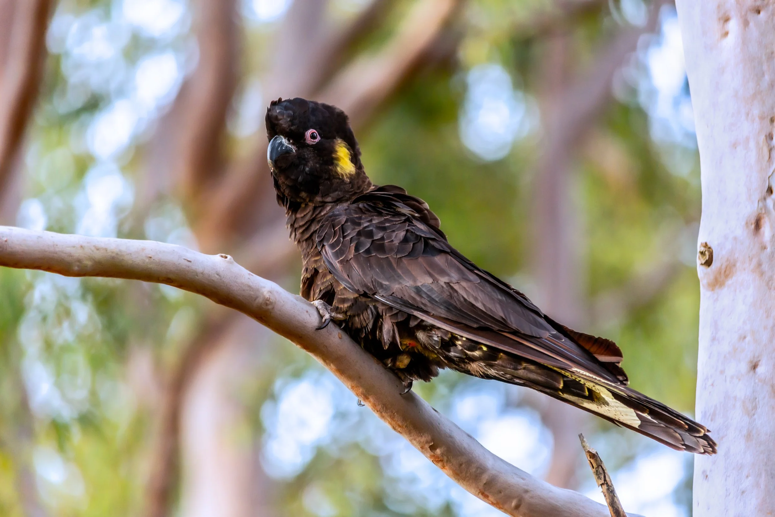 Yellow-tailed black cockatoo