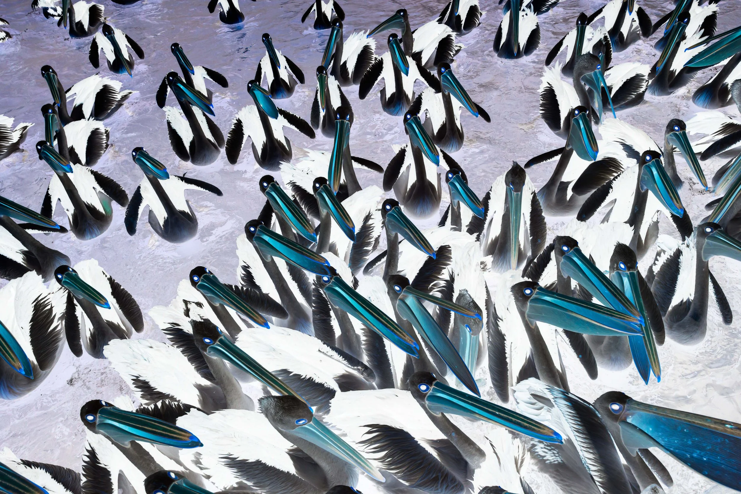 Pelican Abstract